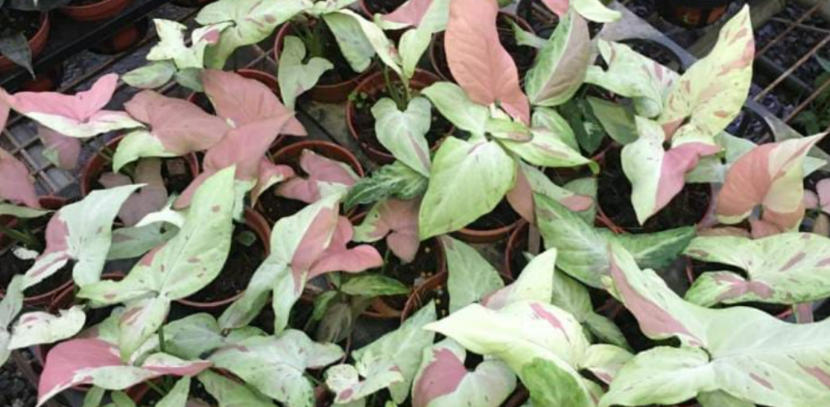 Нгуенджи Лайма сингониум