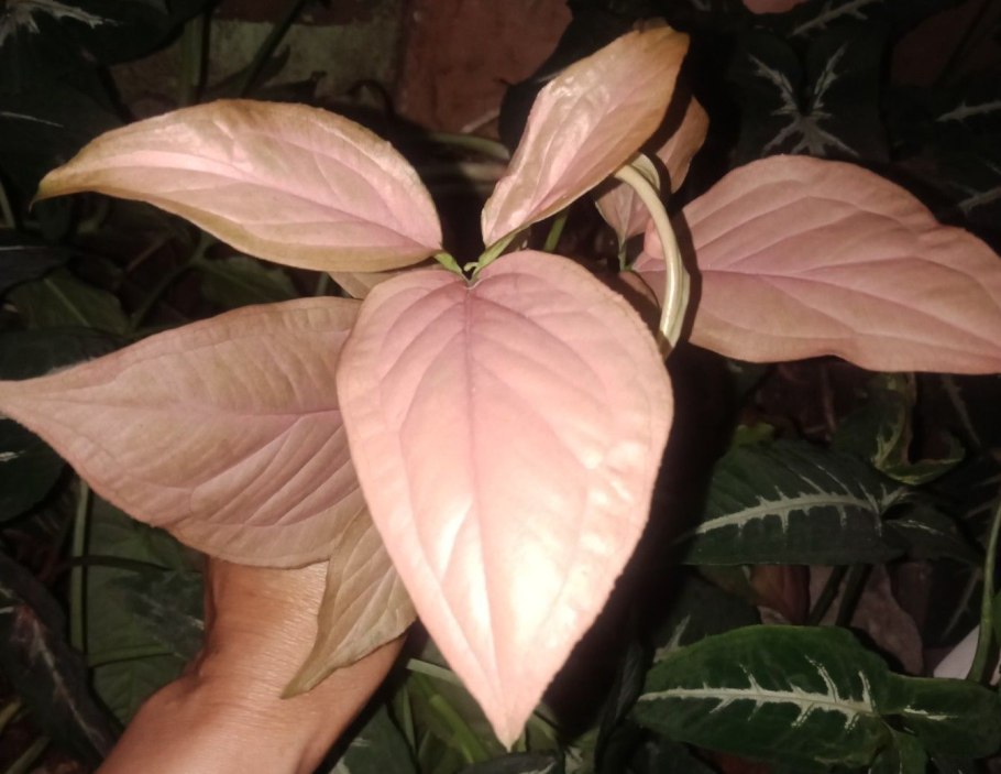 Сингониум Pink allusion