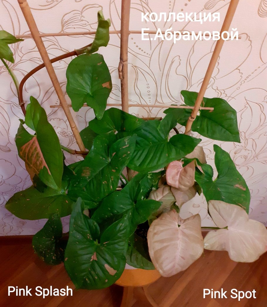 Сингониум пинк сплеш