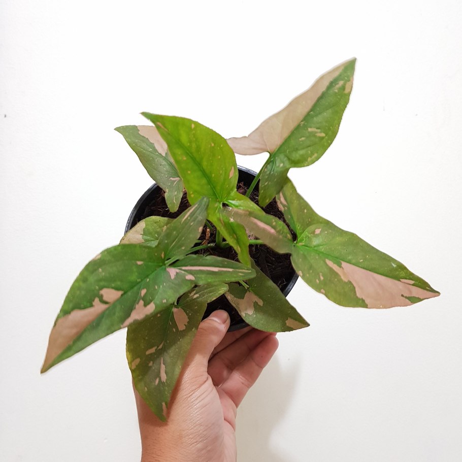 Сингониум Джулия