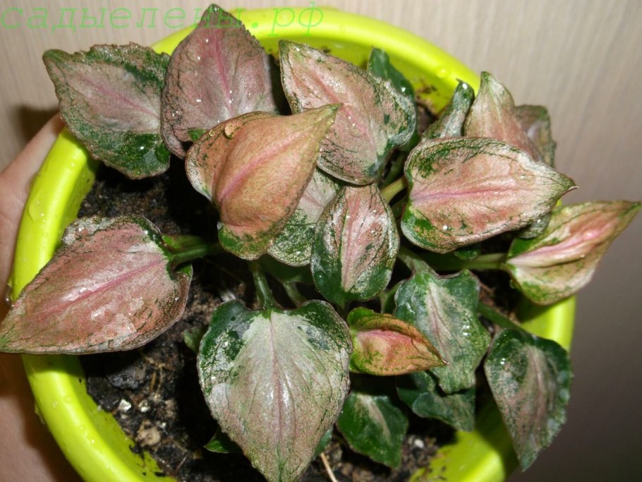 Сингониум сп пинк