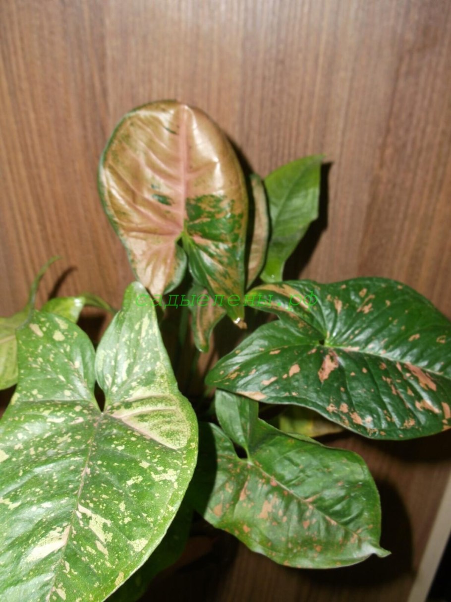 Сингониум Пинк Сплеш купить