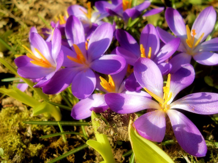 Подснежники медонос