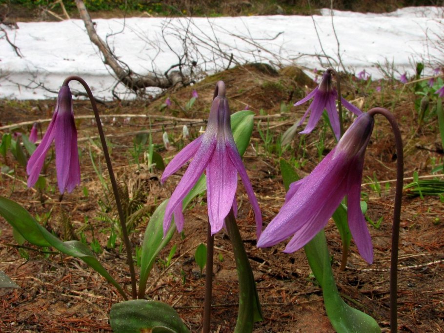 Лилиецветные Таксон