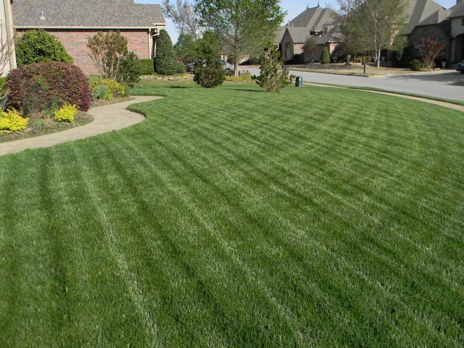 Белый Клевер для газона