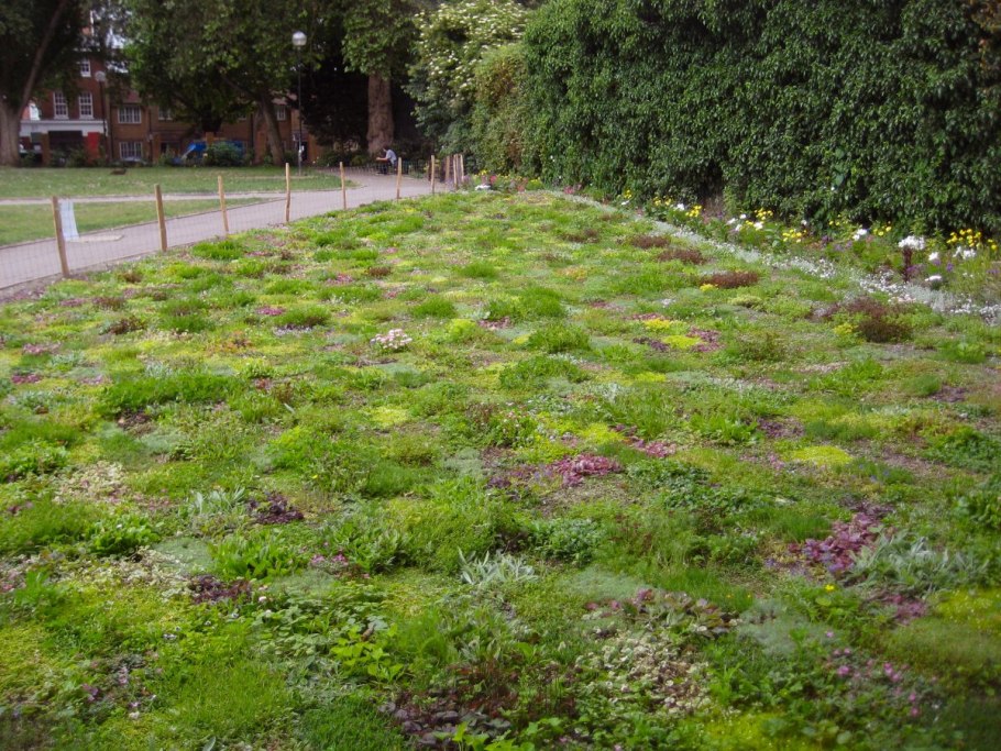 Газон Клевер белый ползучий