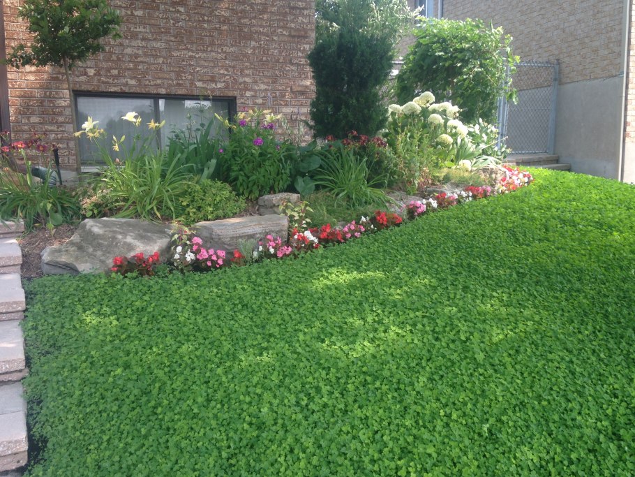 Микроклевер для газона