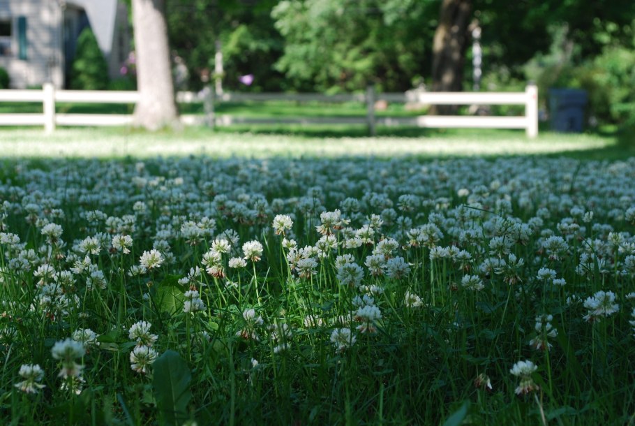 Белый Клевер для газона