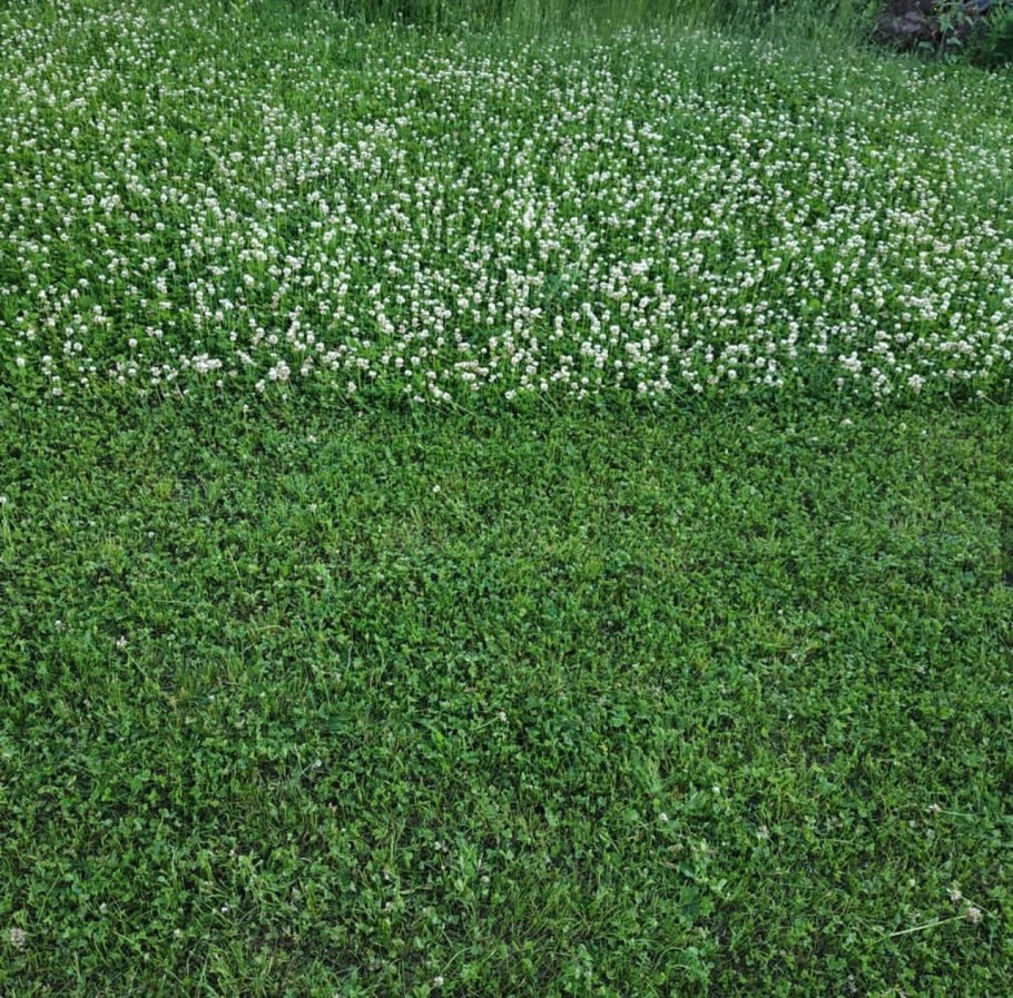 Газонная трава белый Клевер