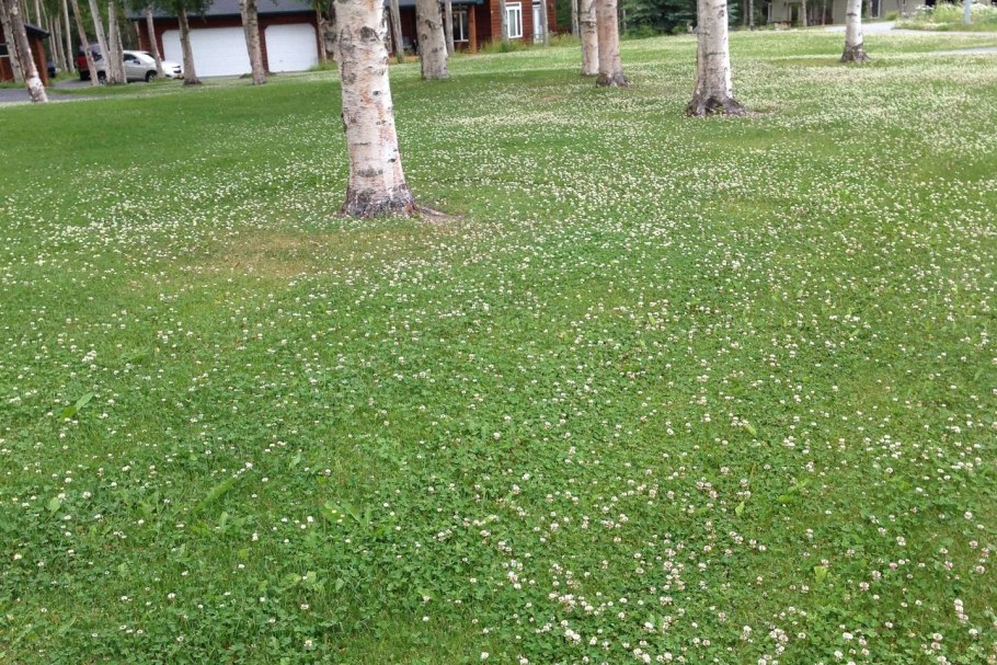 Клевер ползучий Ривендел