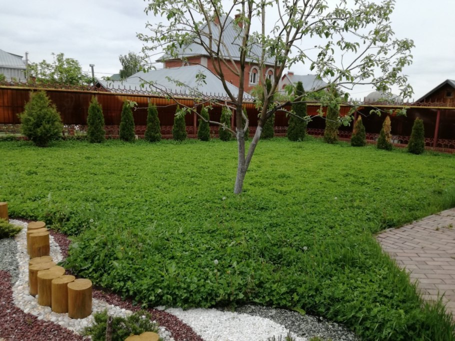 Клевер белый Ривендел