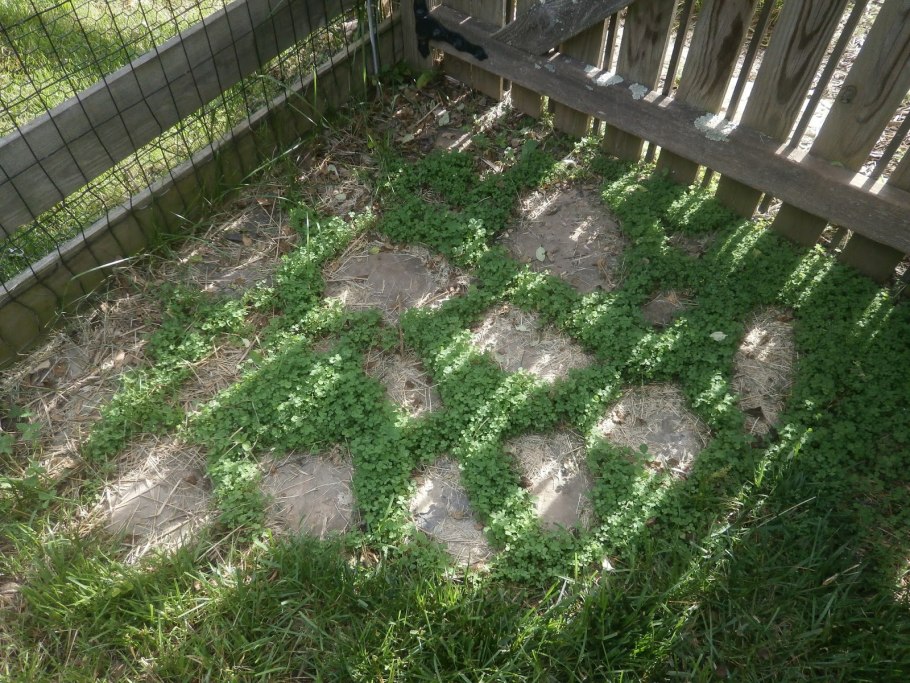 Газон из клевера зимой