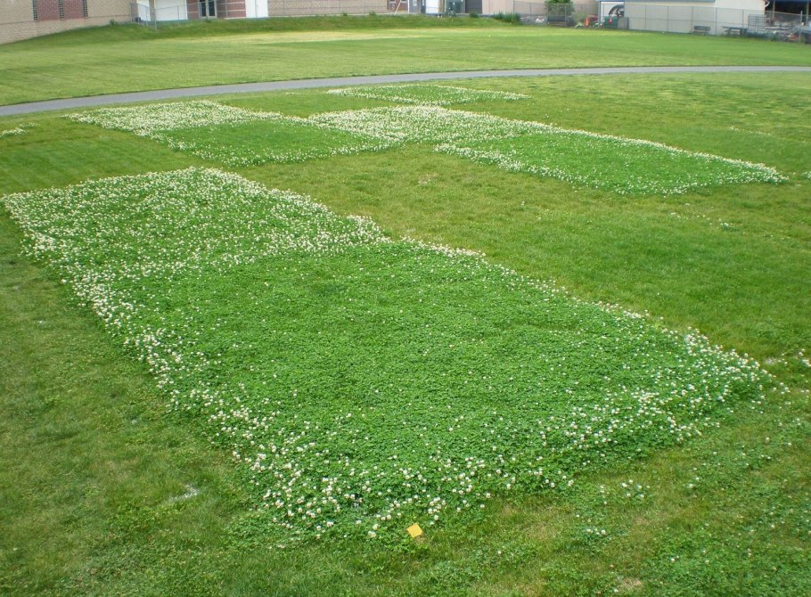 Белый Клевер для газона