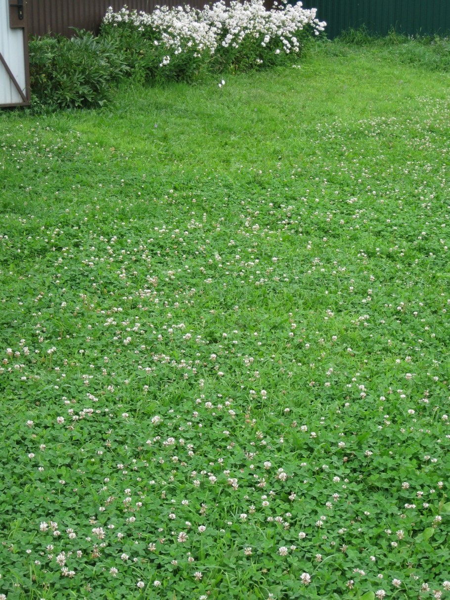 Газон Клевер белый ползучий