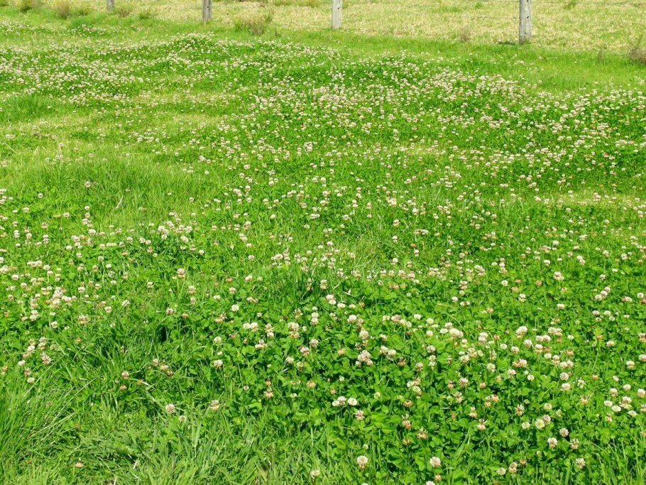Подстриженный клеверный газон