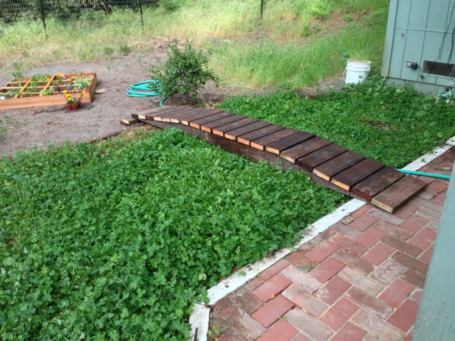 Газон из клевера на даче