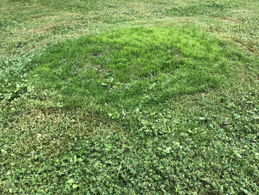 Газон Клевер белый ползучий