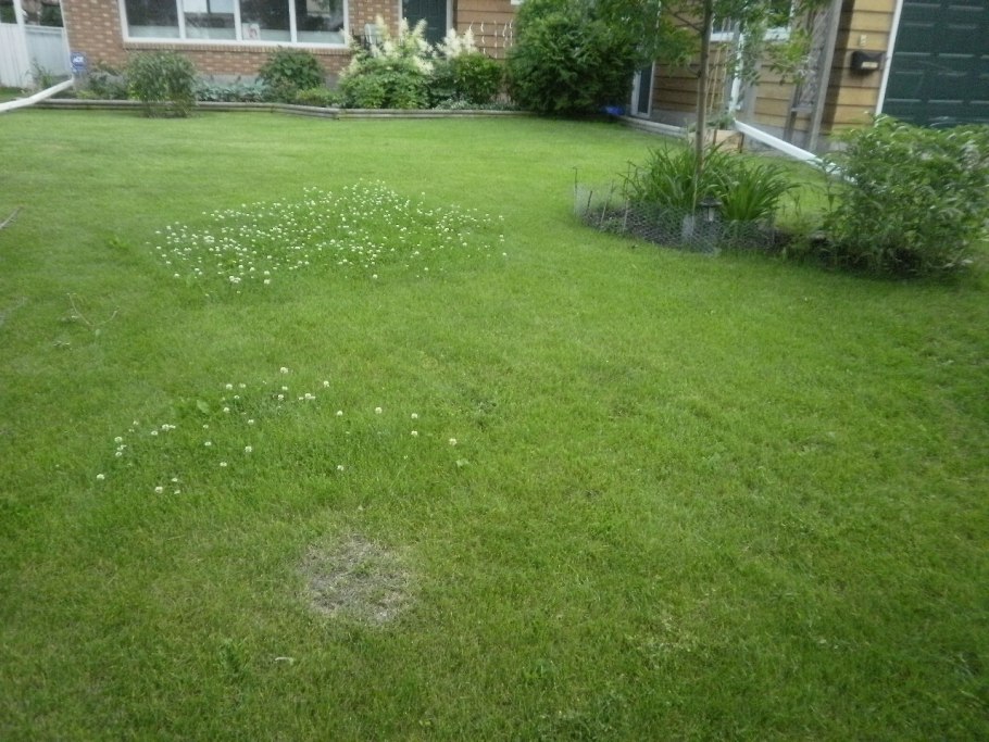 Клеверный газон подстригание