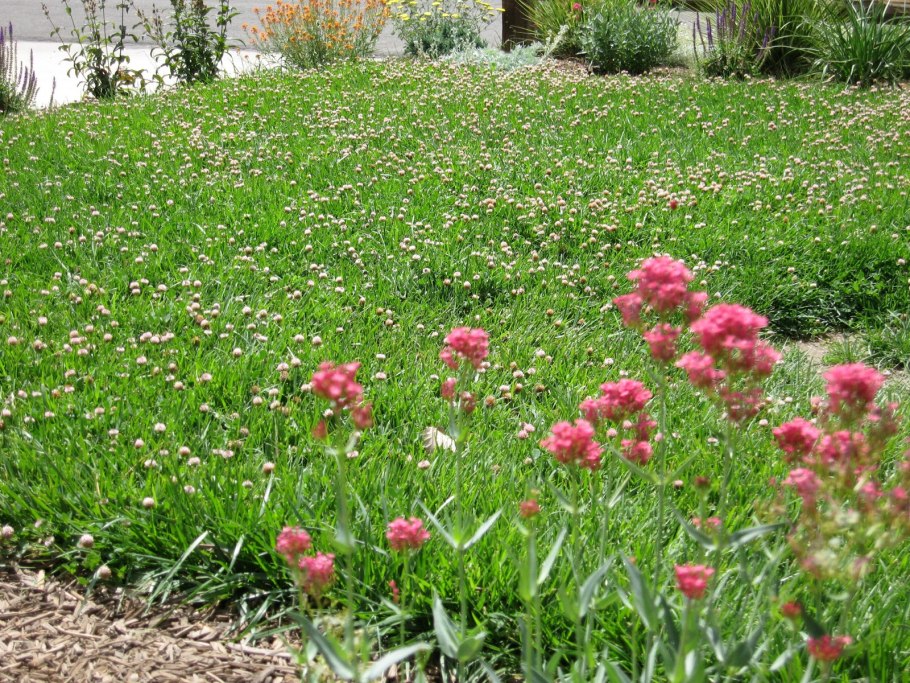 Полевица побегоносная кроми