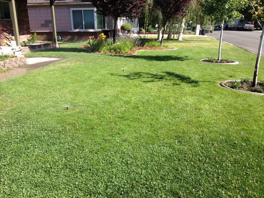 Мятлик Луговой, микроклевер