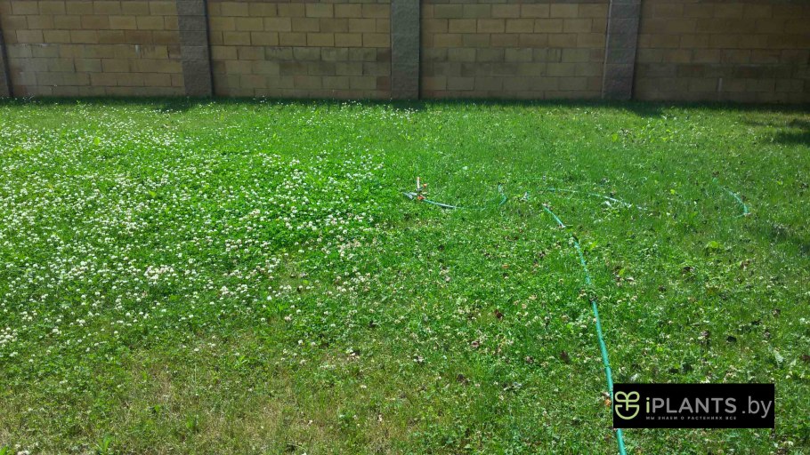 Пиполина низкорослый Клевер