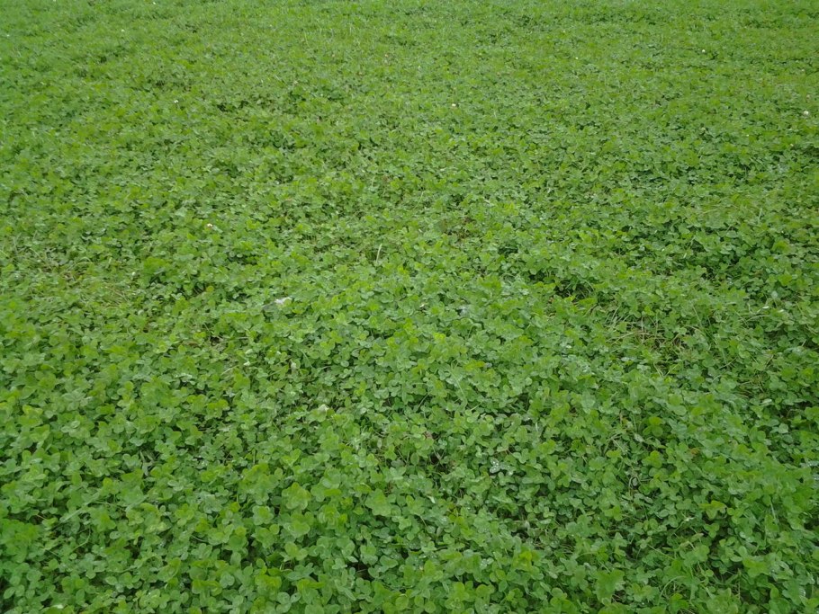 Клевер ползучий Ривендел