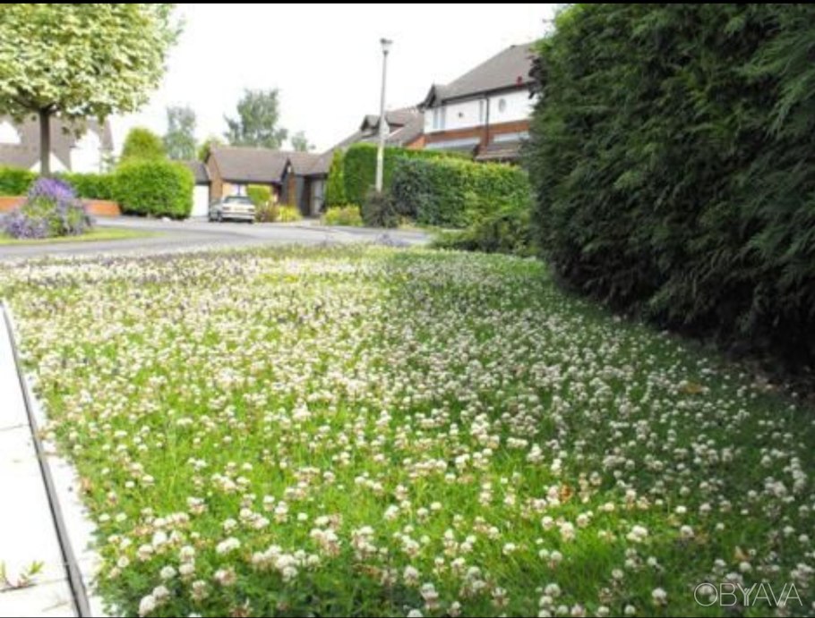 Клевер Пиполина