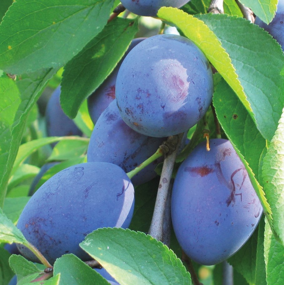 Blue Plum Sweety