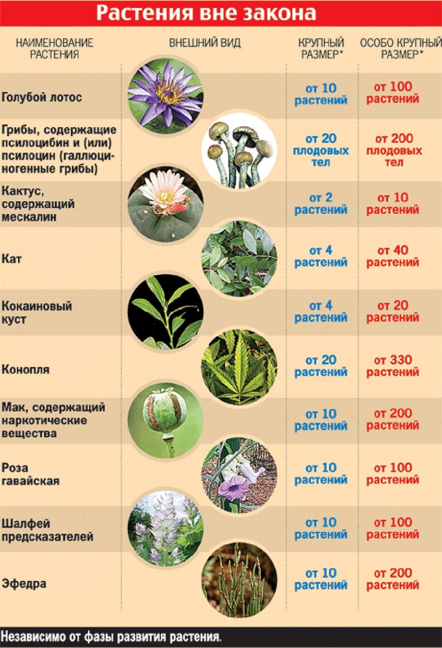 Суккуленты молодило малахит