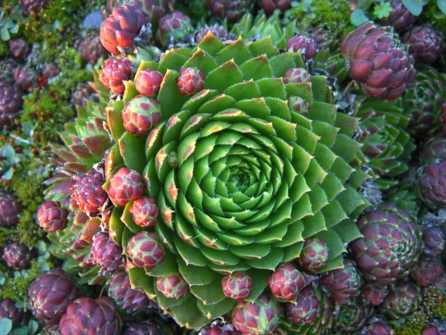 Молодило Sempervivum Cassiopea