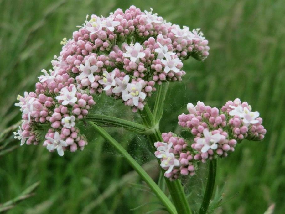 Валериана. (Valeriana officinalis)