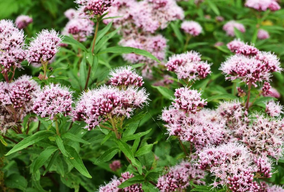 Валериана лекарственная (Valeriana officinalis)