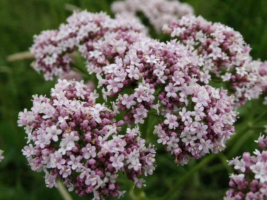 Валериана лекарственная / Valeriána officinális