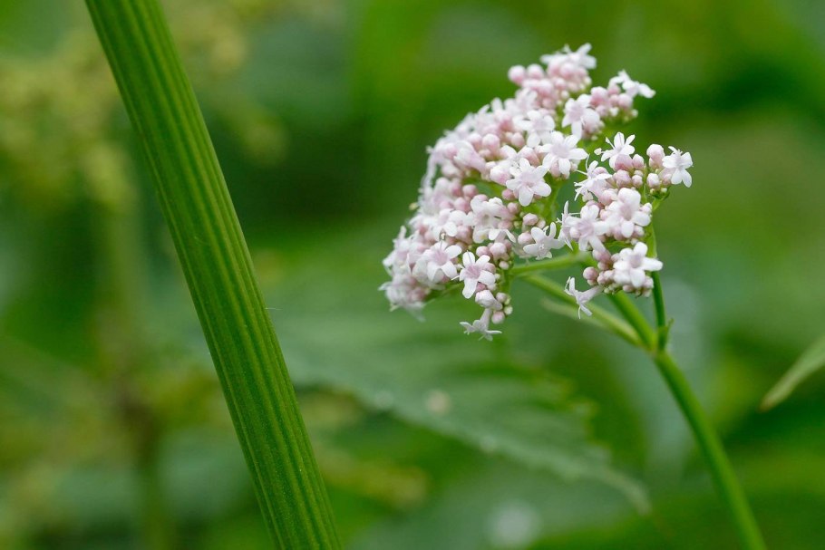 Валериана (Valeriána officinális)