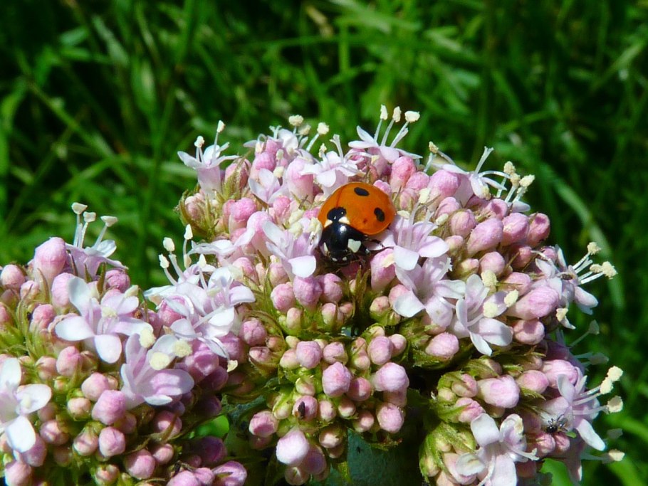 Валериана лекарственная (Valeriana officinalis)