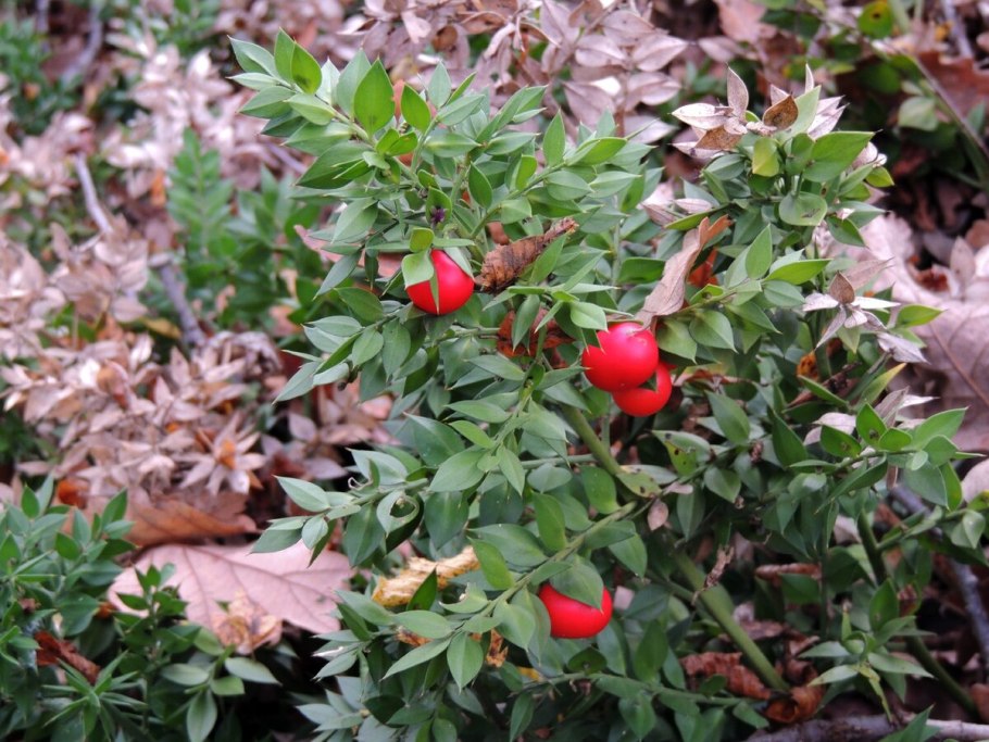 Растение иглица Колхидская