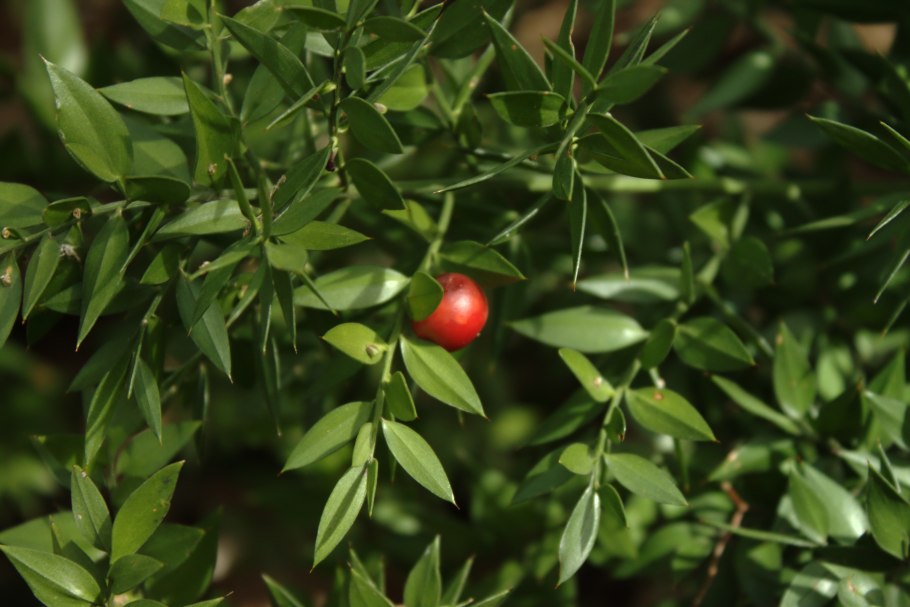 Ruscus aculeatus ареал
