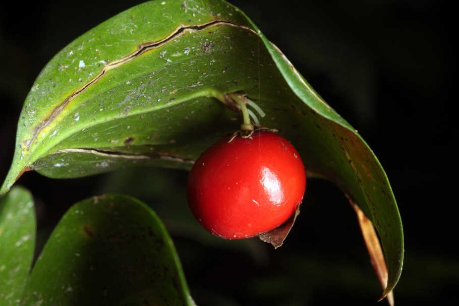 Иглица Колхидская Ruscus colchicus