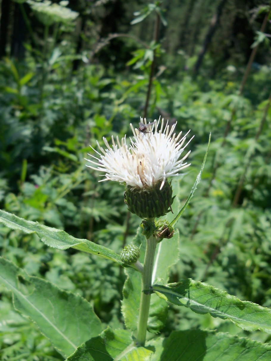 Репей чертополох Бодяк