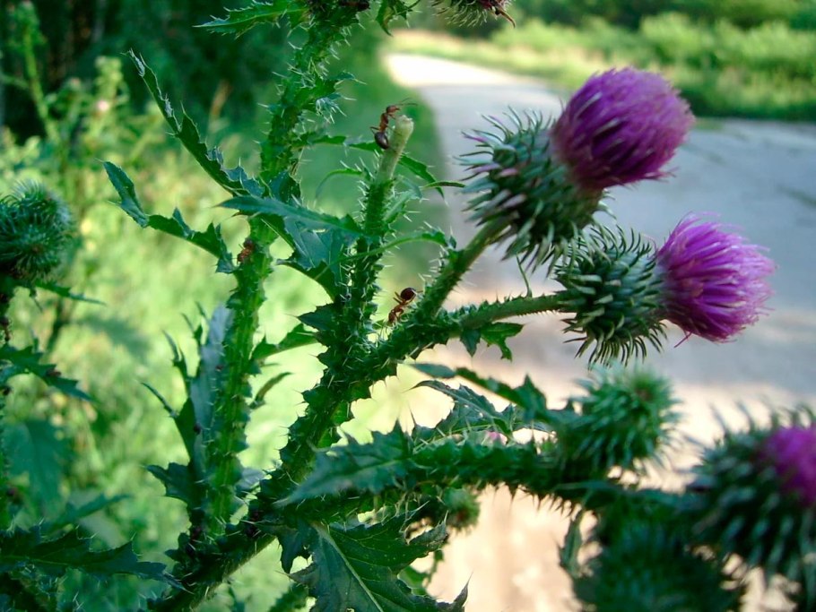 Бодяк разнолистный татарник