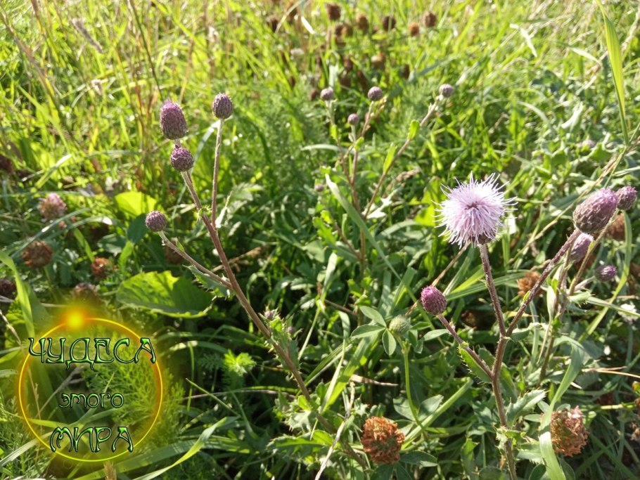 Репей чертополох Бодяк