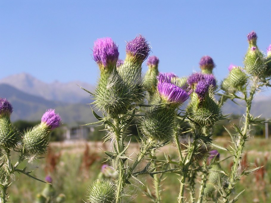 Бодяк серпуховидный