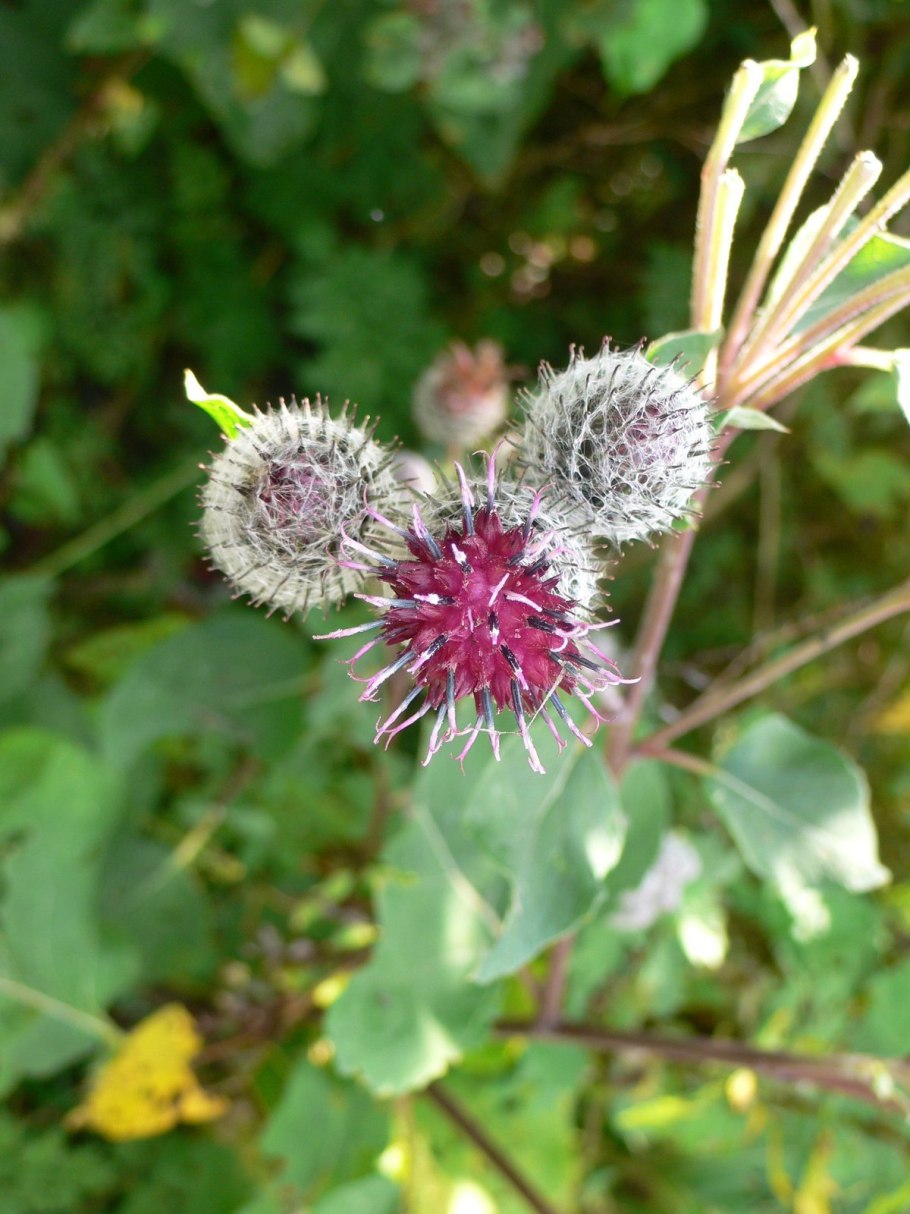 Бодяк обыкновенный полевой