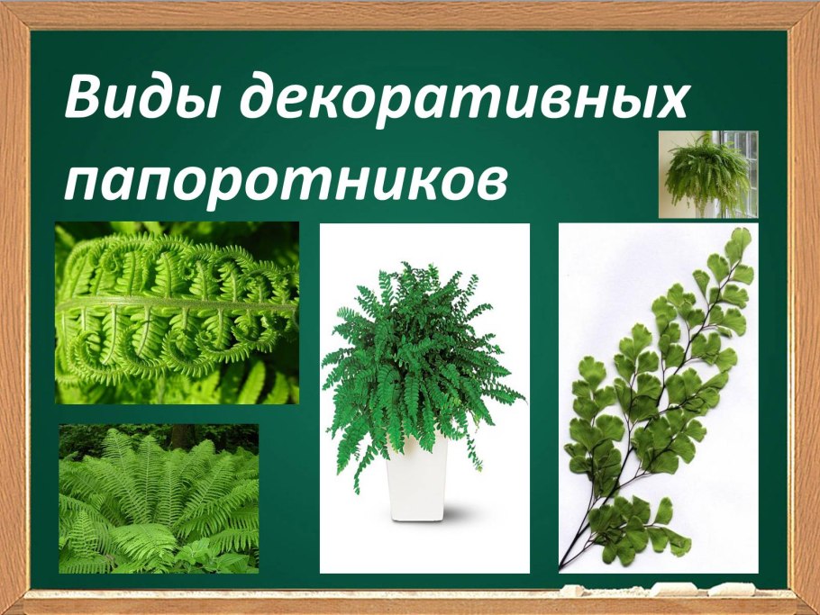 Папоротник Щитовник спорофит