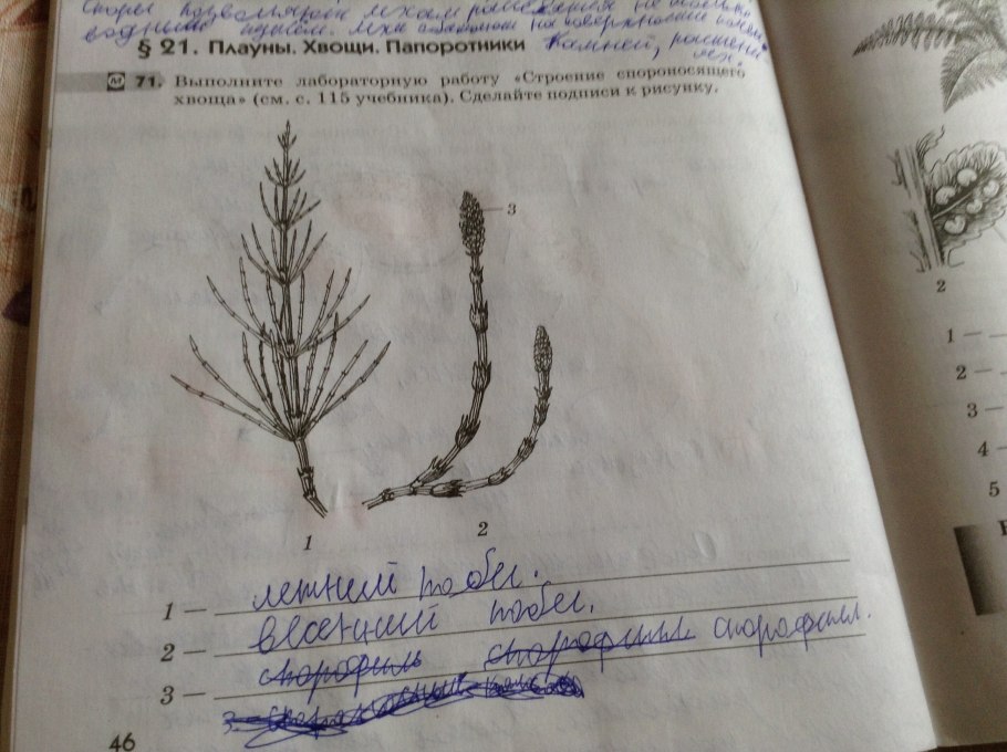 Люстра Freya Esme fr1005pl-05g