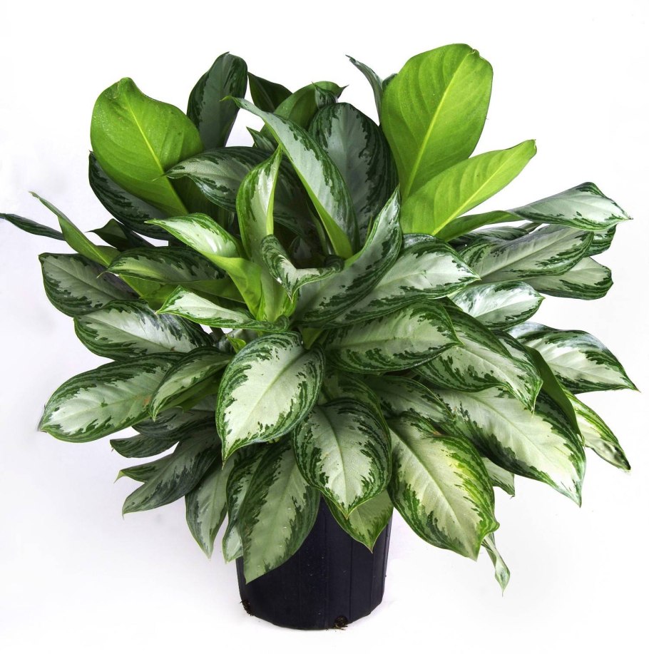 Аглаонема цветок