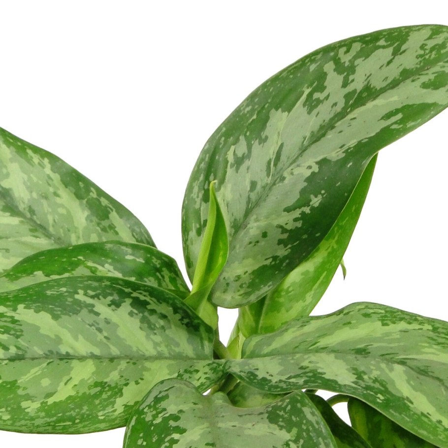 Аглаонема Сильвер куин
