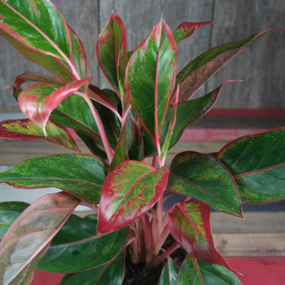 Растение аглаонема