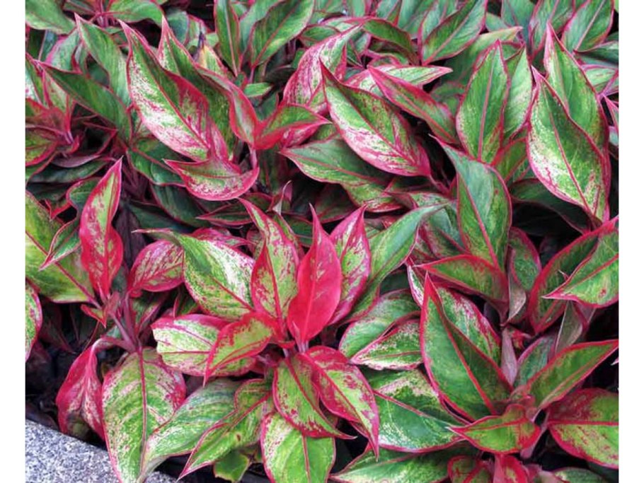 Аглаонема Грин Сан