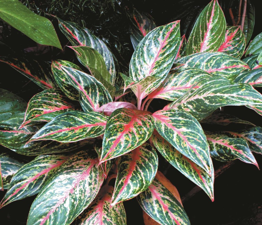 Аглаонема (Aglaonema)